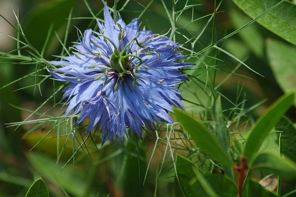 Les bienfaits de la nigelle en 2023 ?
