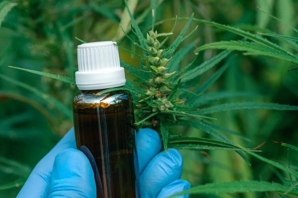 Quelles sont les différentes formes du CBD et quels sont les bienfaits de son utilisation sur la santé ?